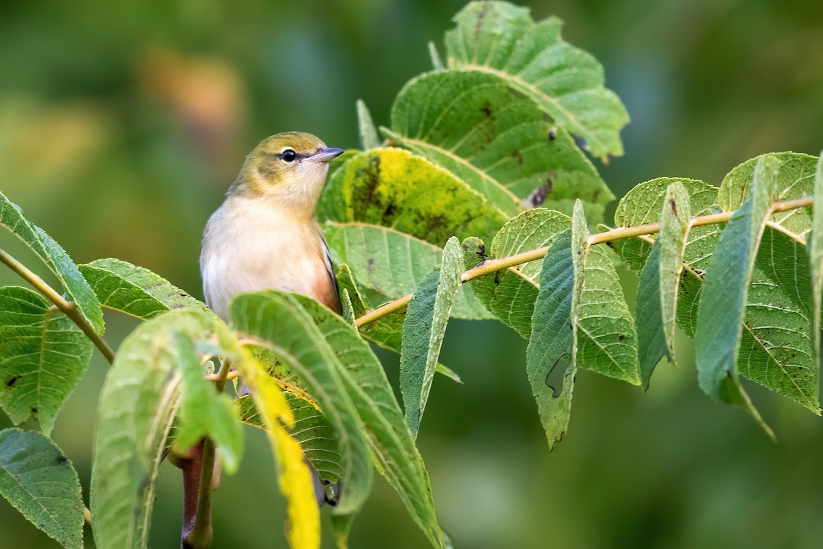 Bay-breasted Warbler - ML263459361