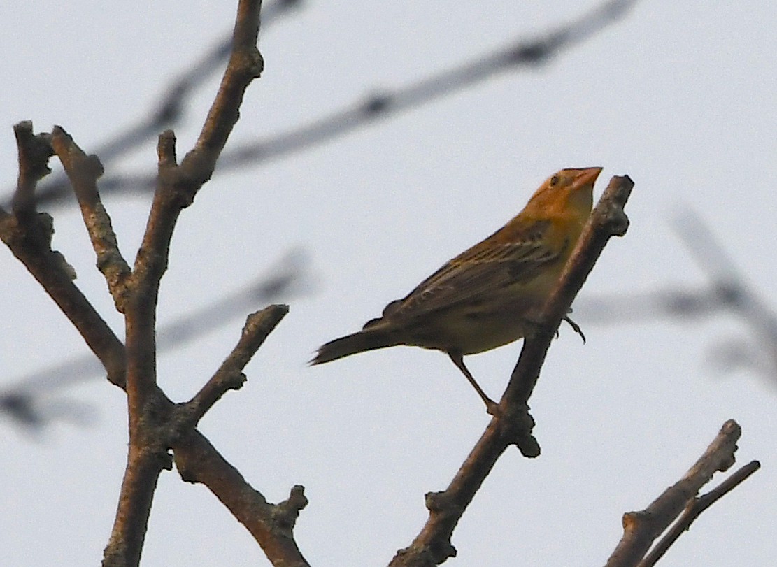 Bobolink - ML263459701