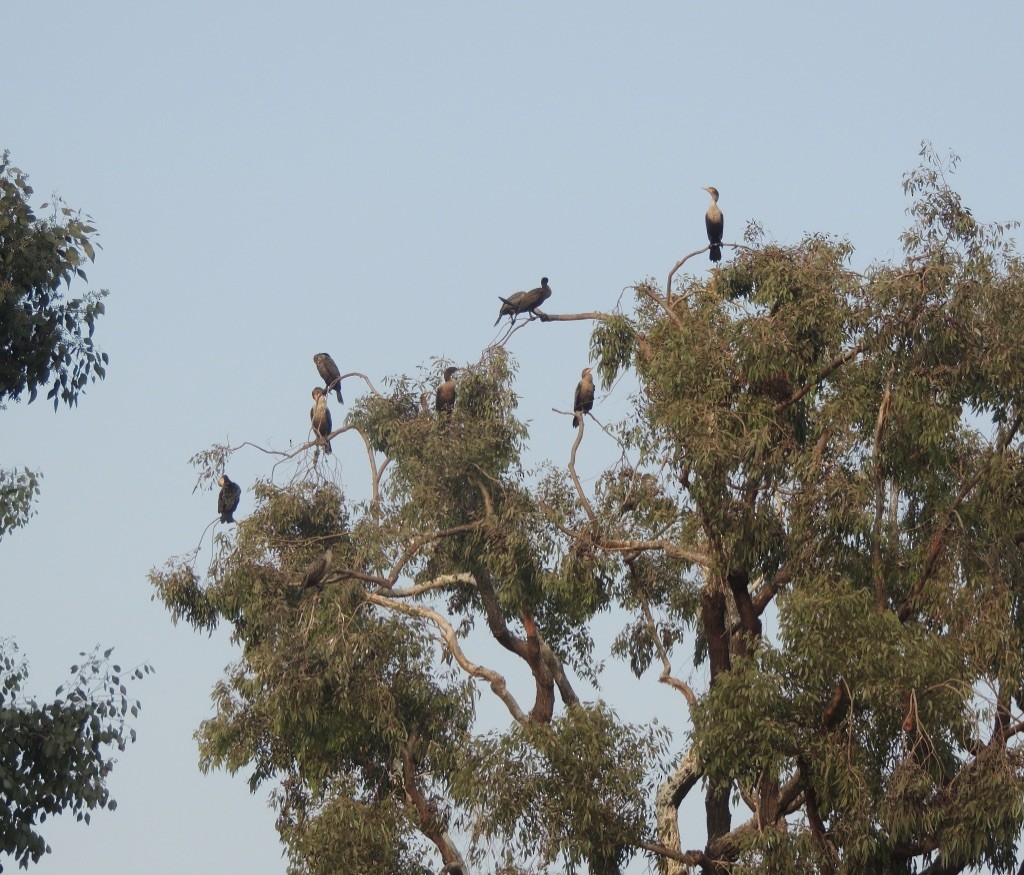 Double-crested Cormorant - ML263459881
