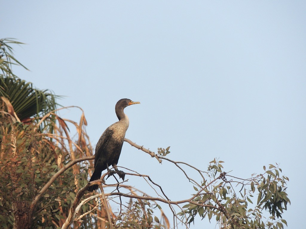 Double-crested Cormorant - ML263460021