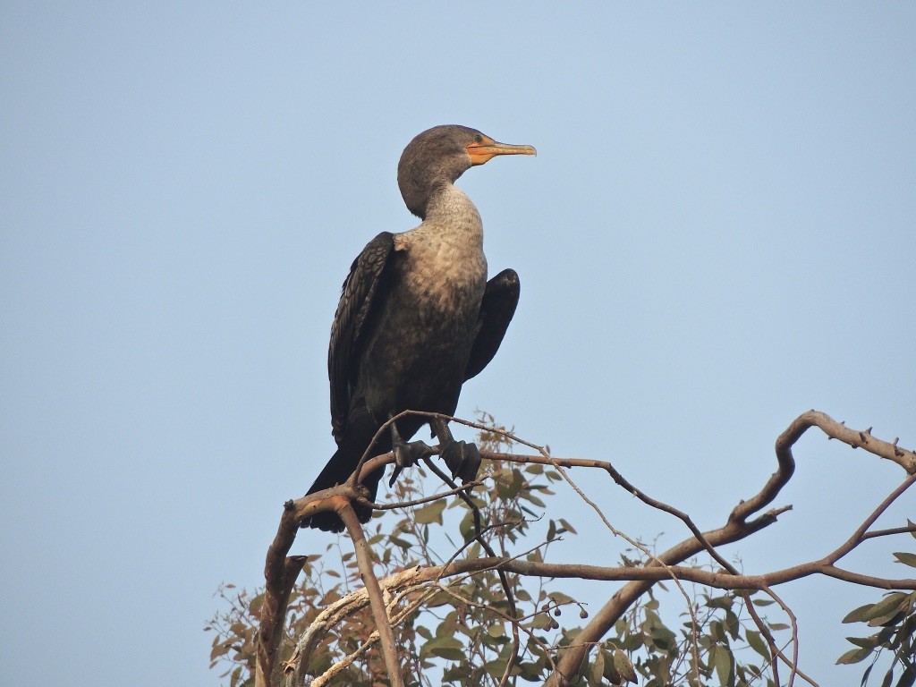 Double-crested Cormorant - ML263460071