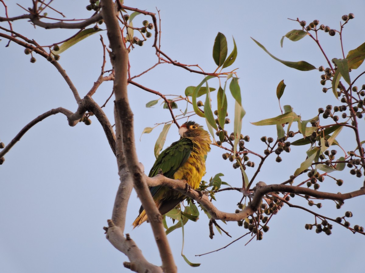 Orange-fronted Parakeet - Anonymous