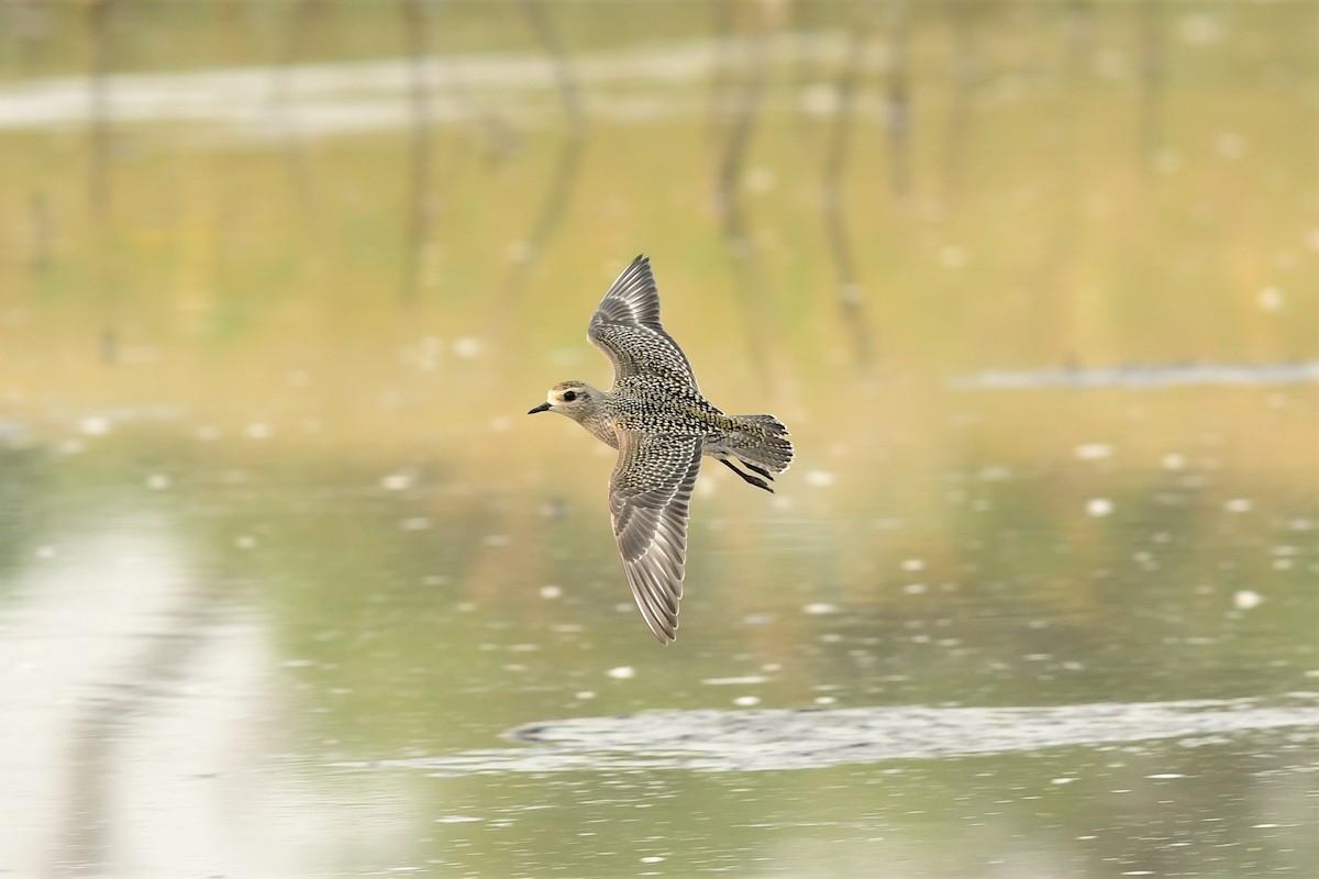 American Golden-Plover - Steve Kruse