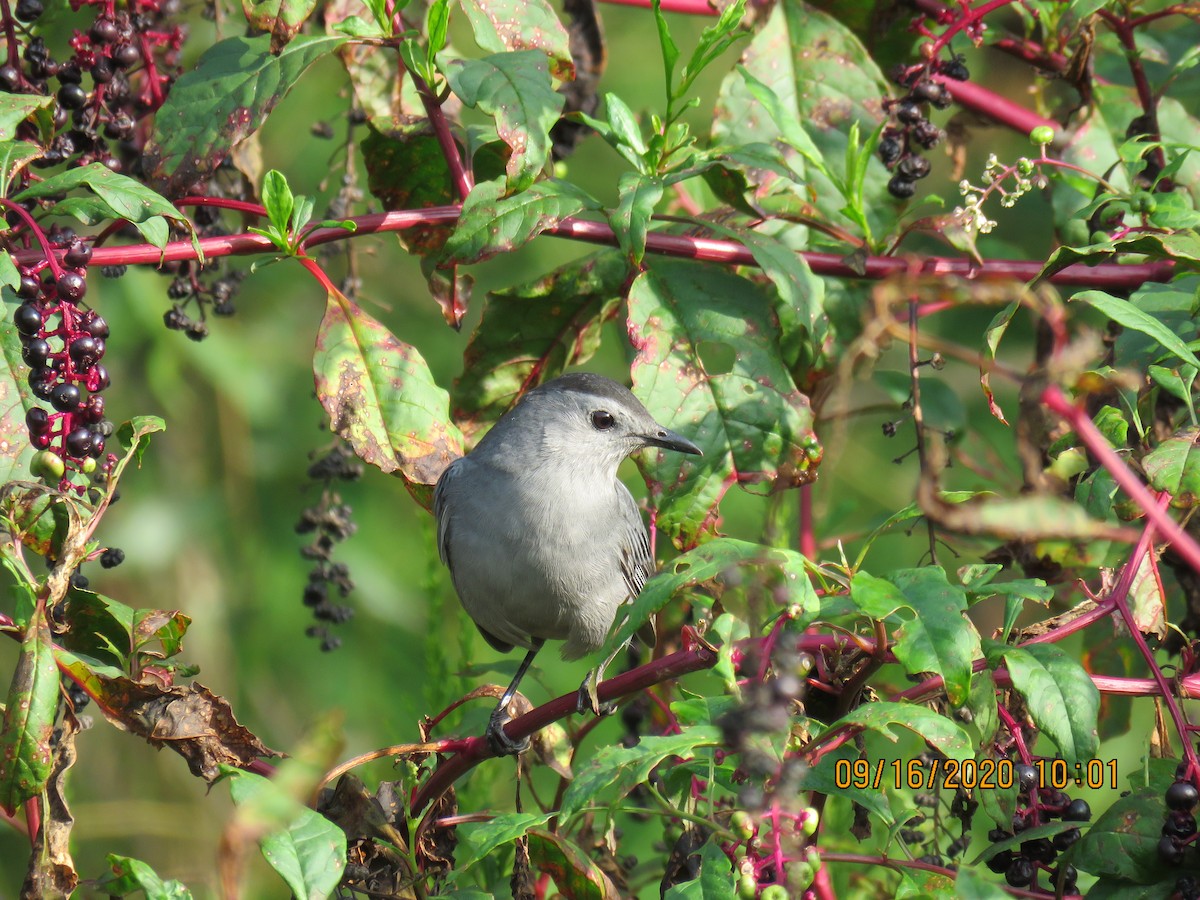 Gray Catbird - ML263463291