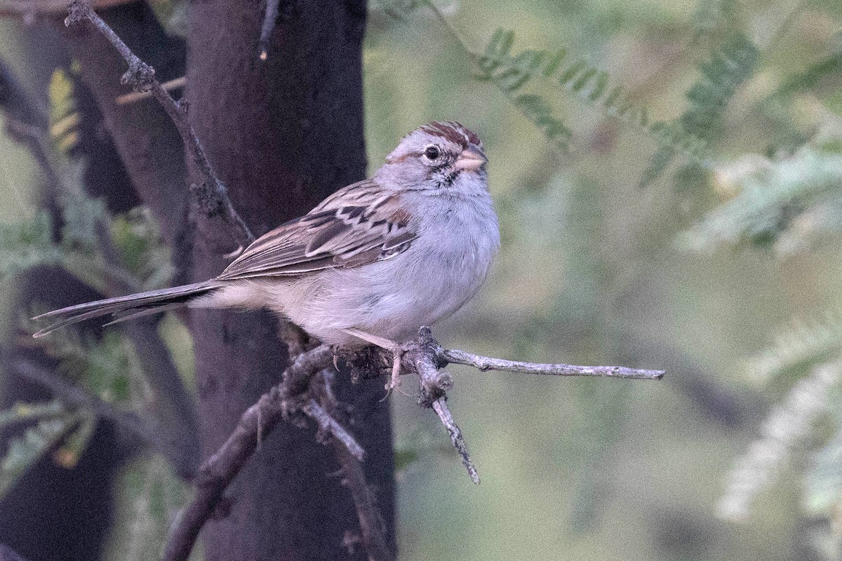 Rufous-winged Sparrow - ML263464941