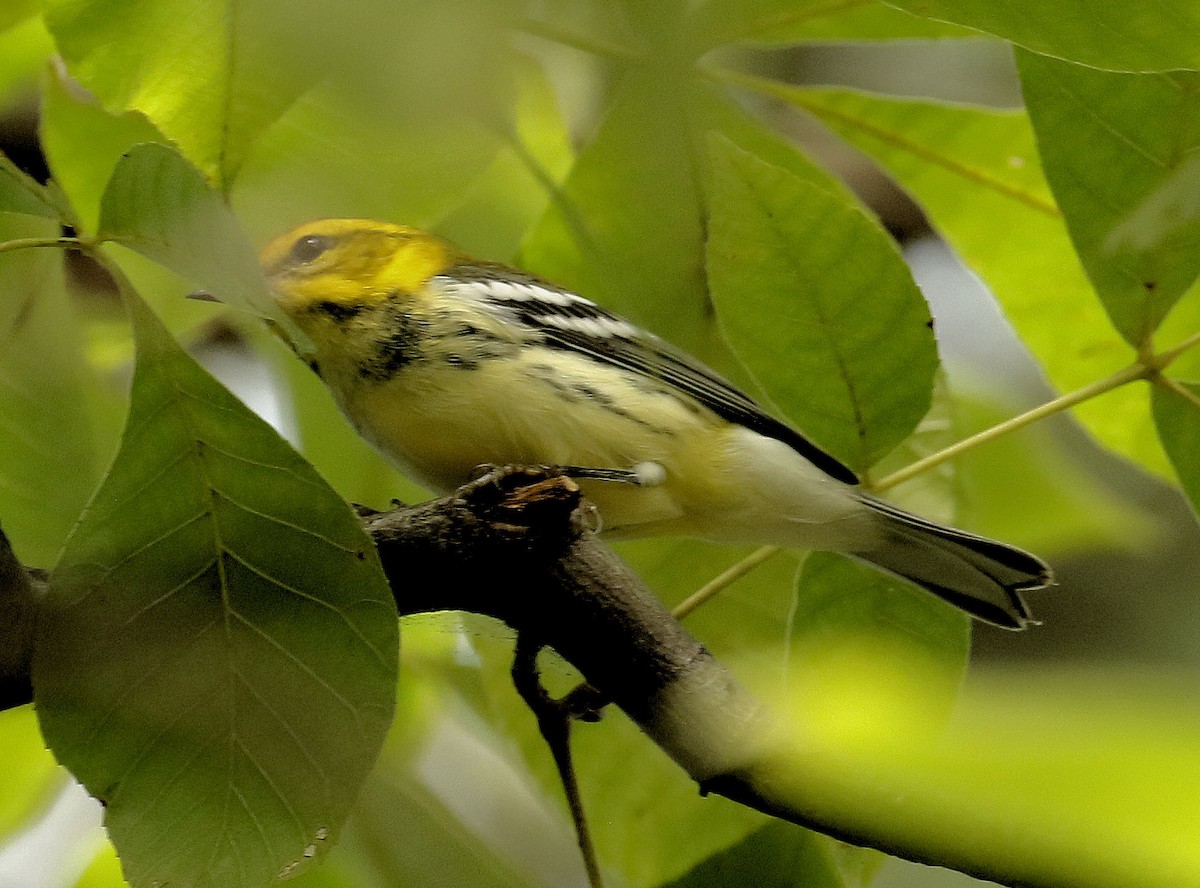 Black-throated Green Warbler - ML263466711