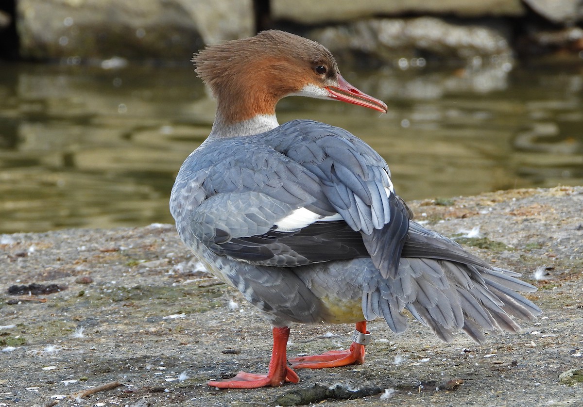 Common Merganser - Paul Lewis