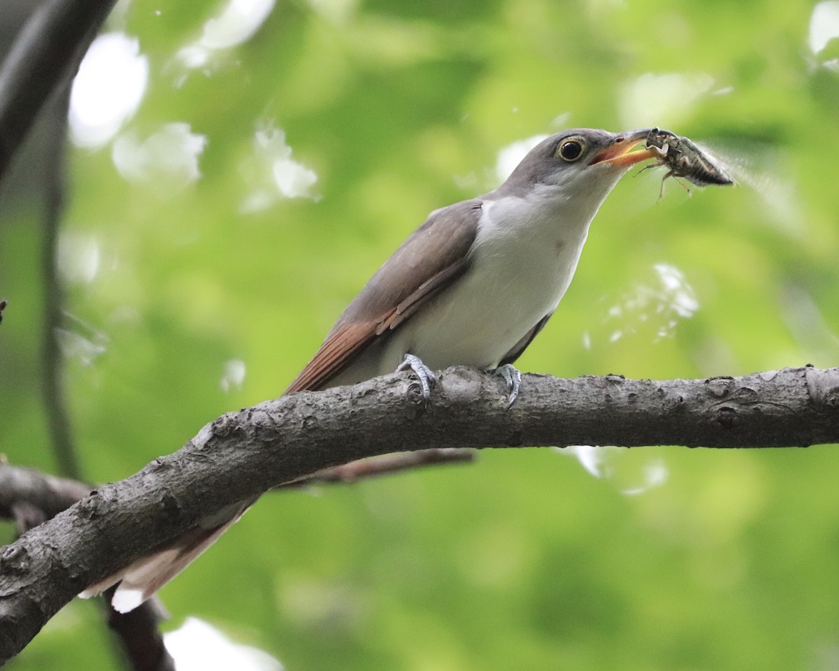 Yellow-billed Cuckoo - Frank Klotz