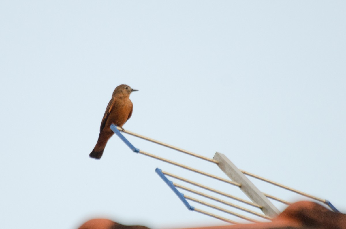 Cliff Flycatcher - ML263471291