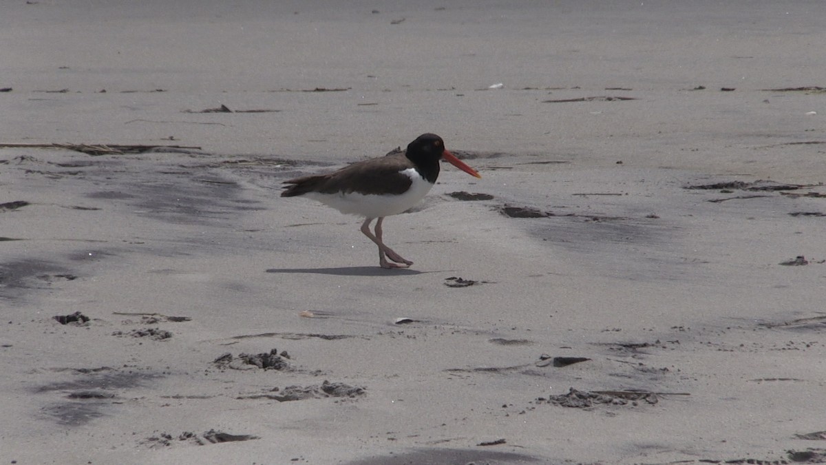 American Oystercatcher - ML263472311