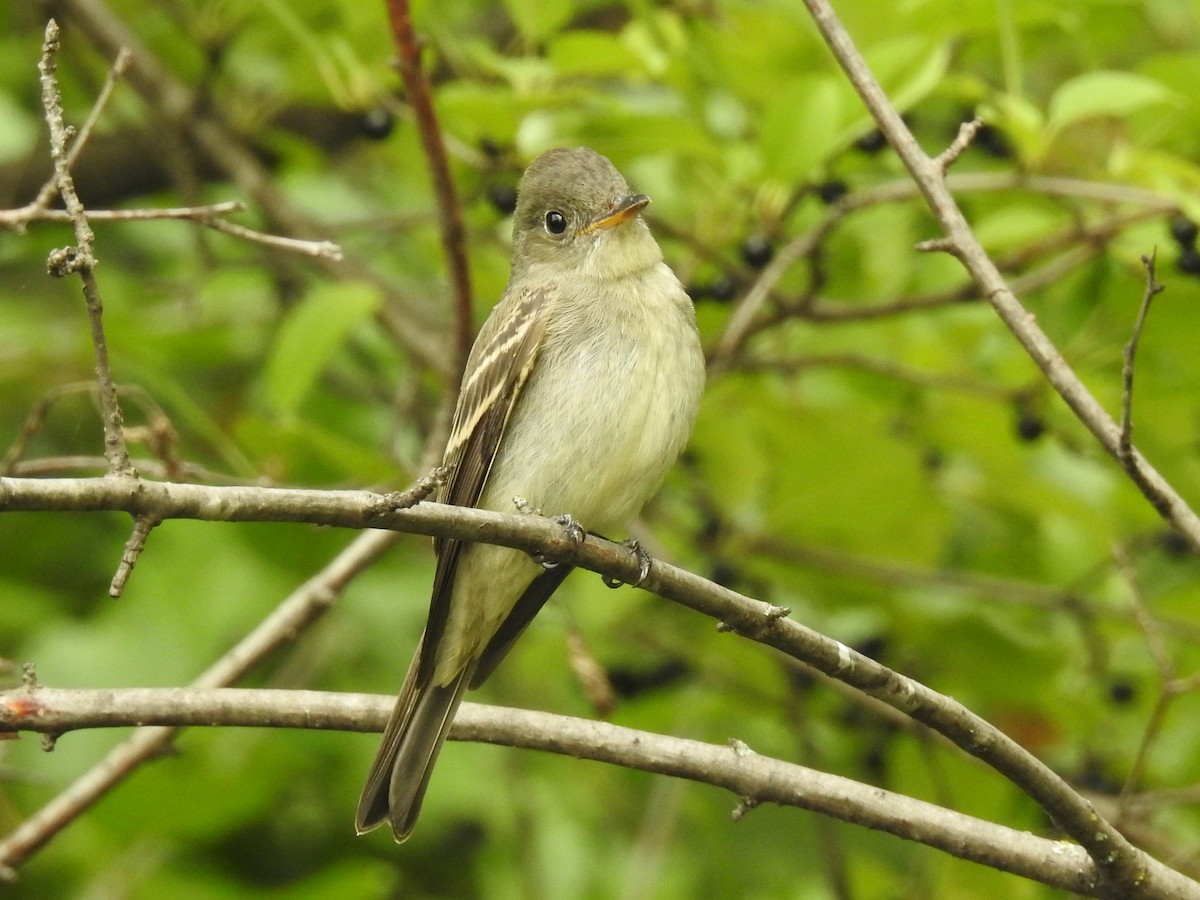 Eastern Wood-Pewee - Jean-Serge Vincent