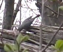 Blue-gray Gnatcatcher - ML263474031