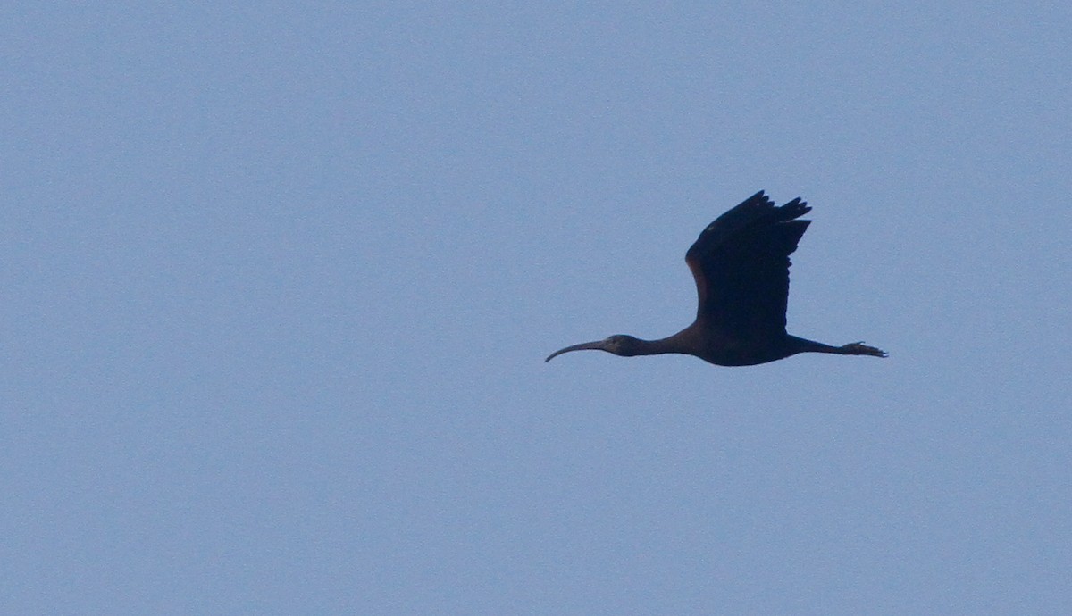 Glossy Ibis - ML263475231