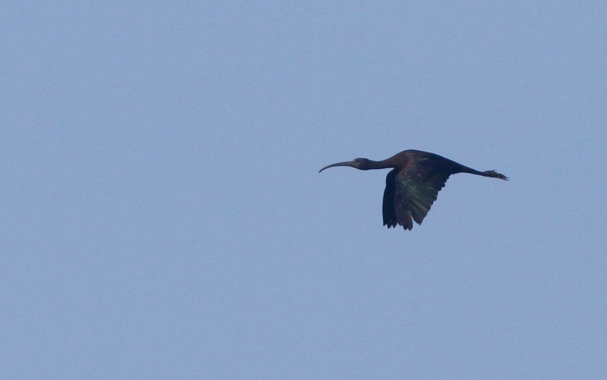ibis hnědý - ML263475241