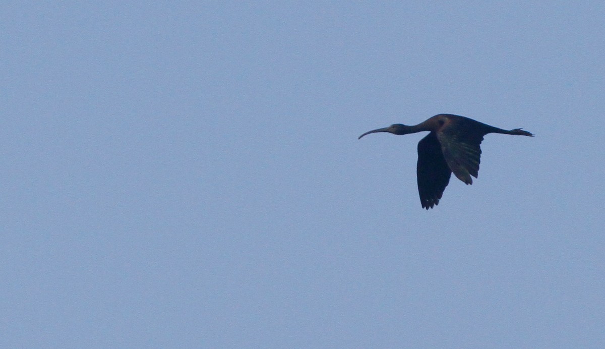 ibis hnědý - ML263475251