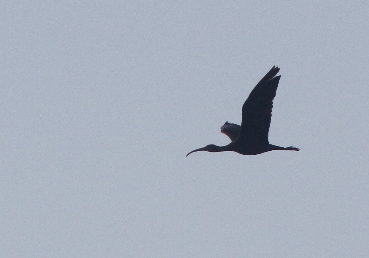 ibis hnědý - ML263475261