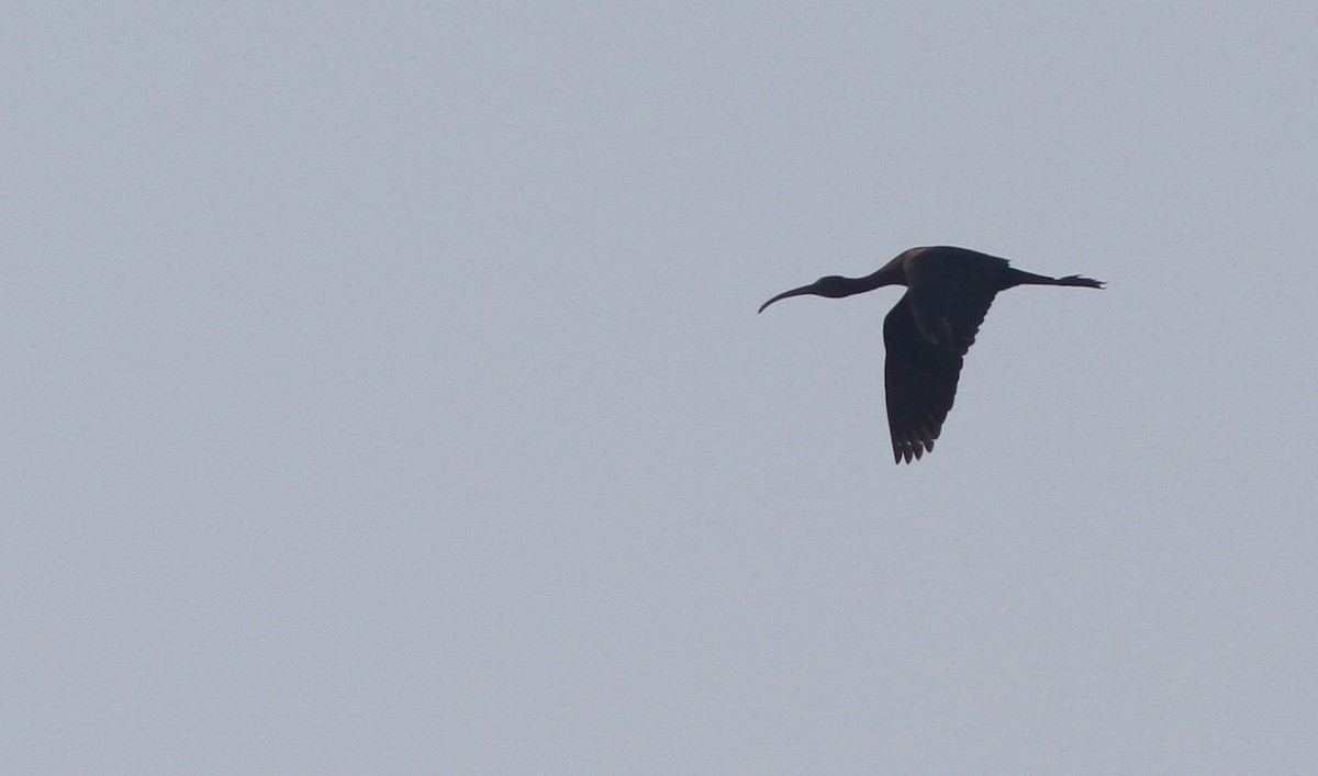 ibis hnědý - ML263475271