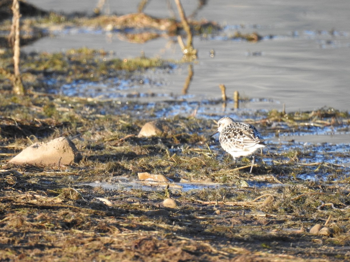 Sanderling - Nan Kelly