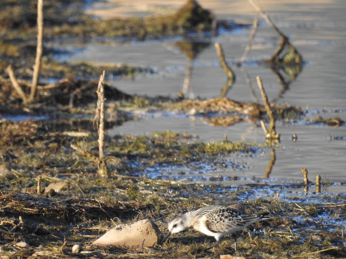 Bécasseau sanderling - ML263475491