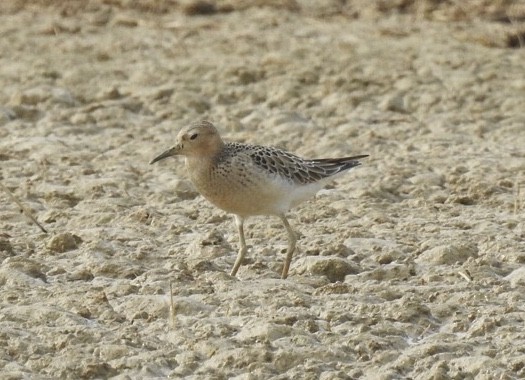 Buff-breasted Sandpiper - ML263475711