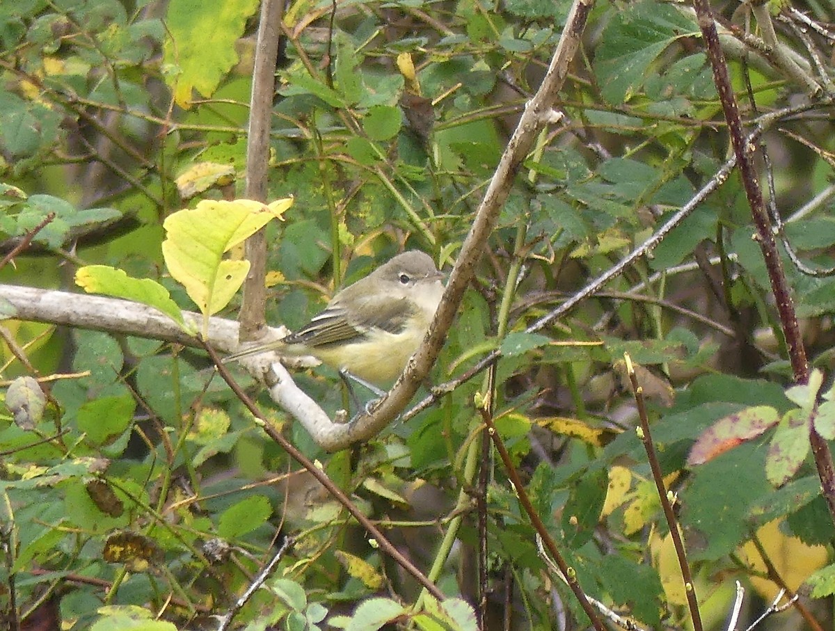 eBird Checklist 17 Sep 2020 Island View Beach 38 species