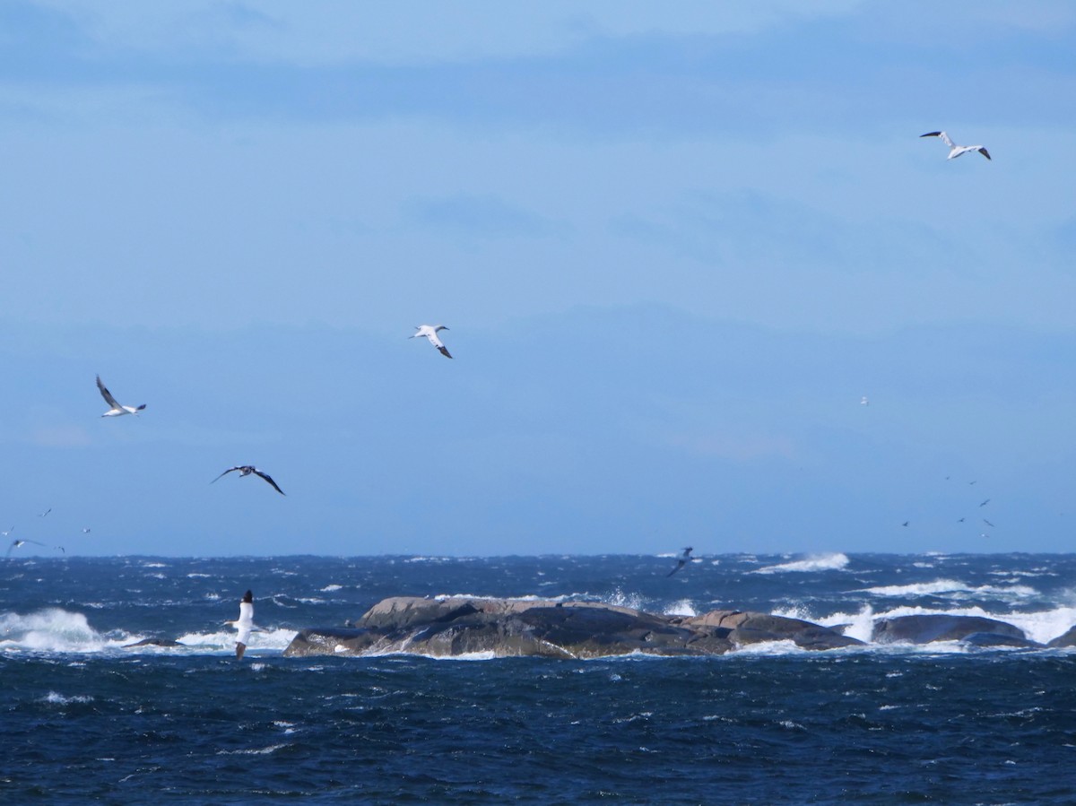 Northern Gannet - ML263477601