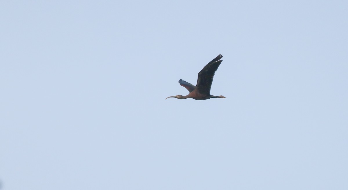 ibis hnědý - ML263477641