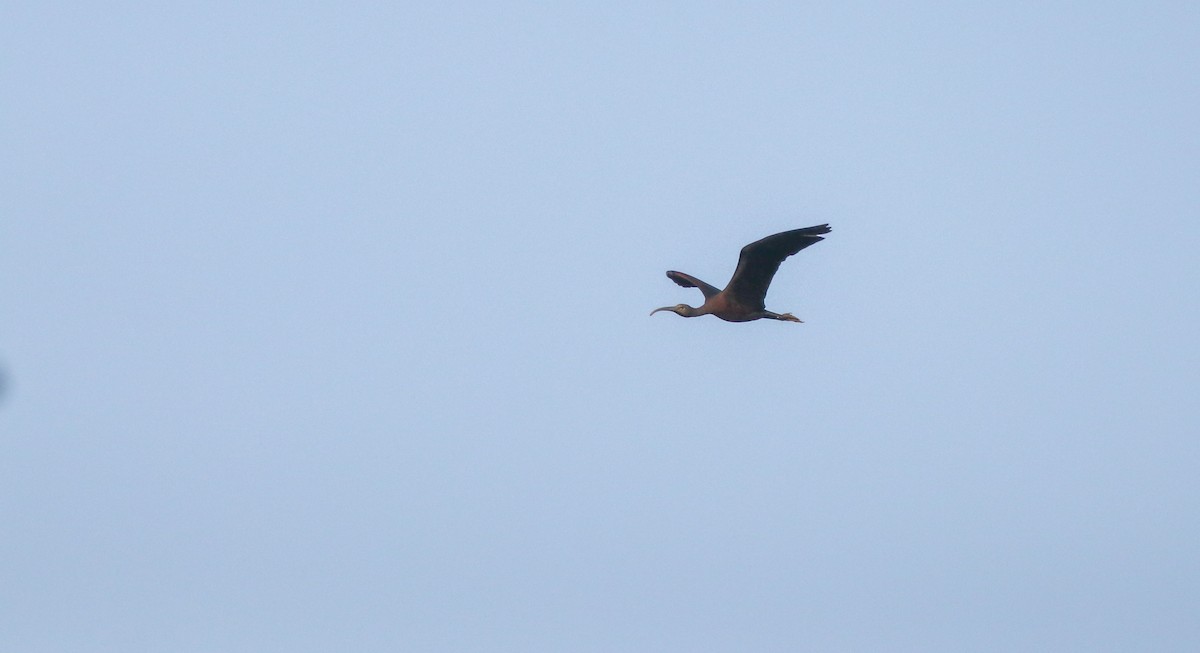 Glossy Ibis - Bethan Clyne