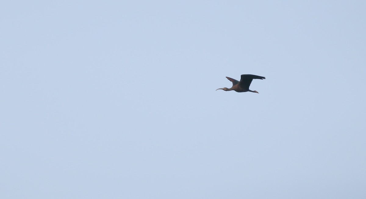 ibis hnědý - ML263477681