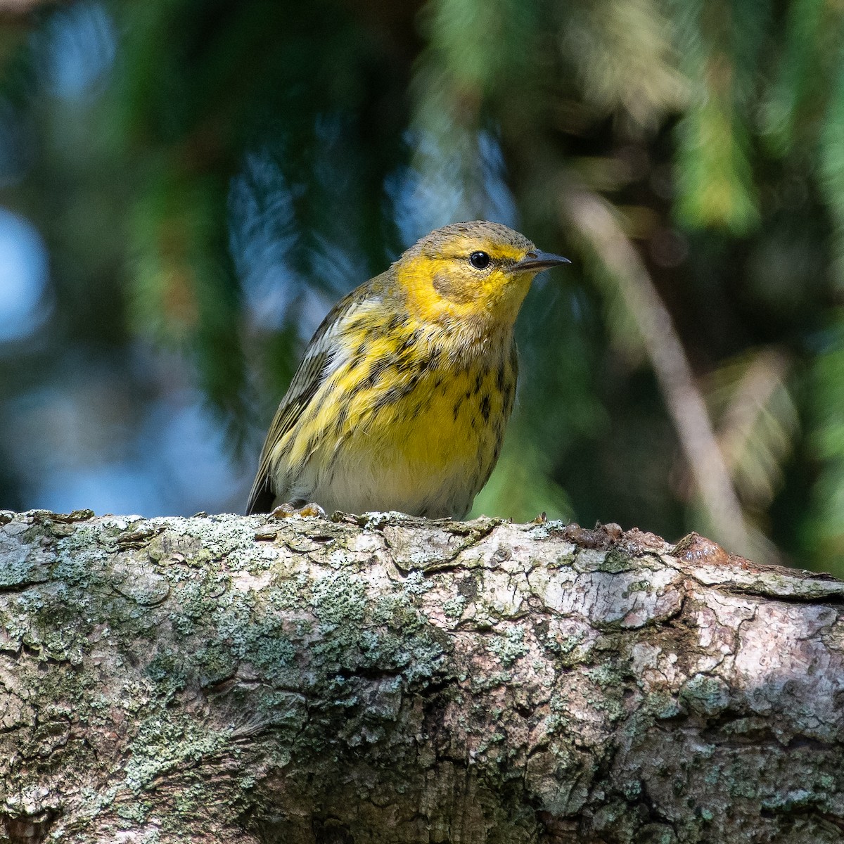 Cape May Warbler - Don Keffer