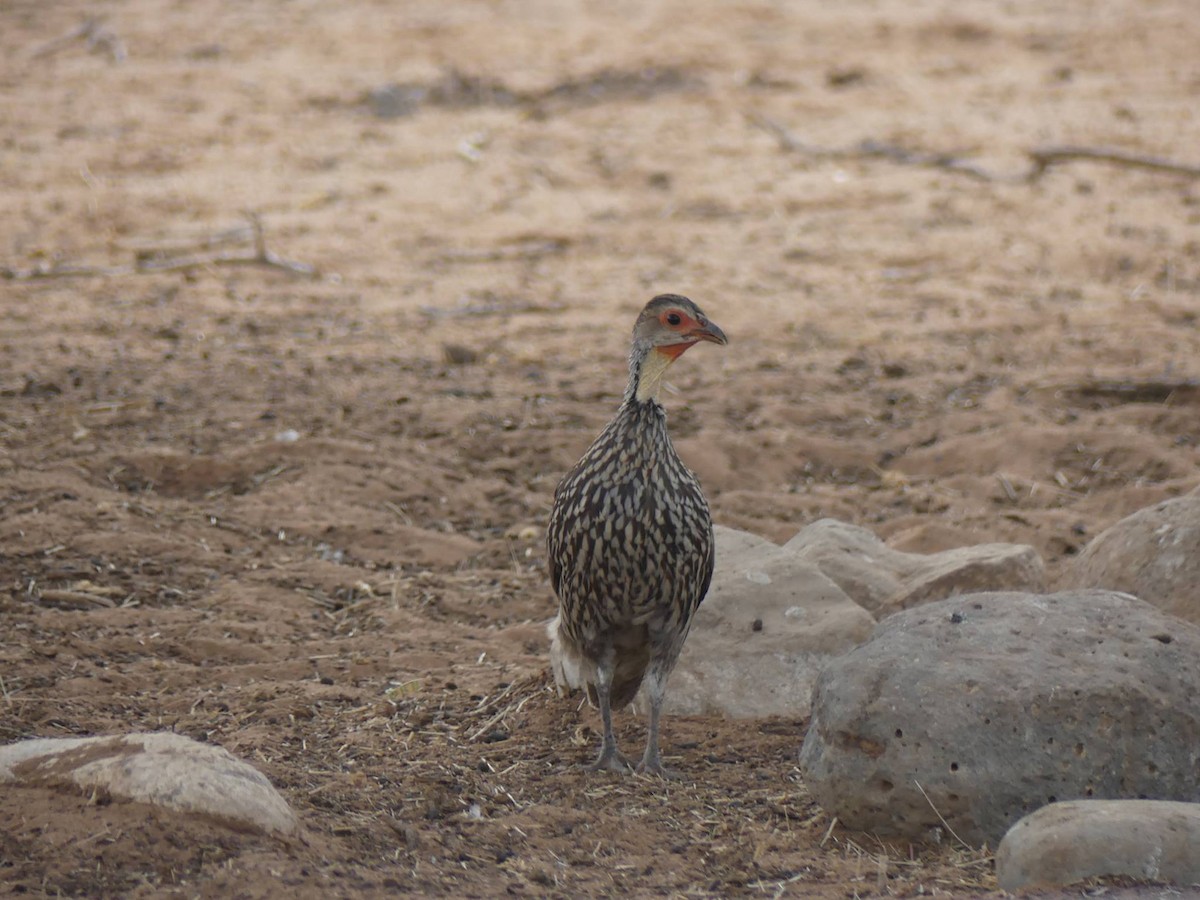 Yellow-necked Spurfowl - Juan Ramírez