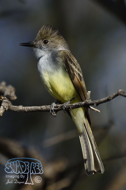 Dusky-capped Flycatcher - ML26348151