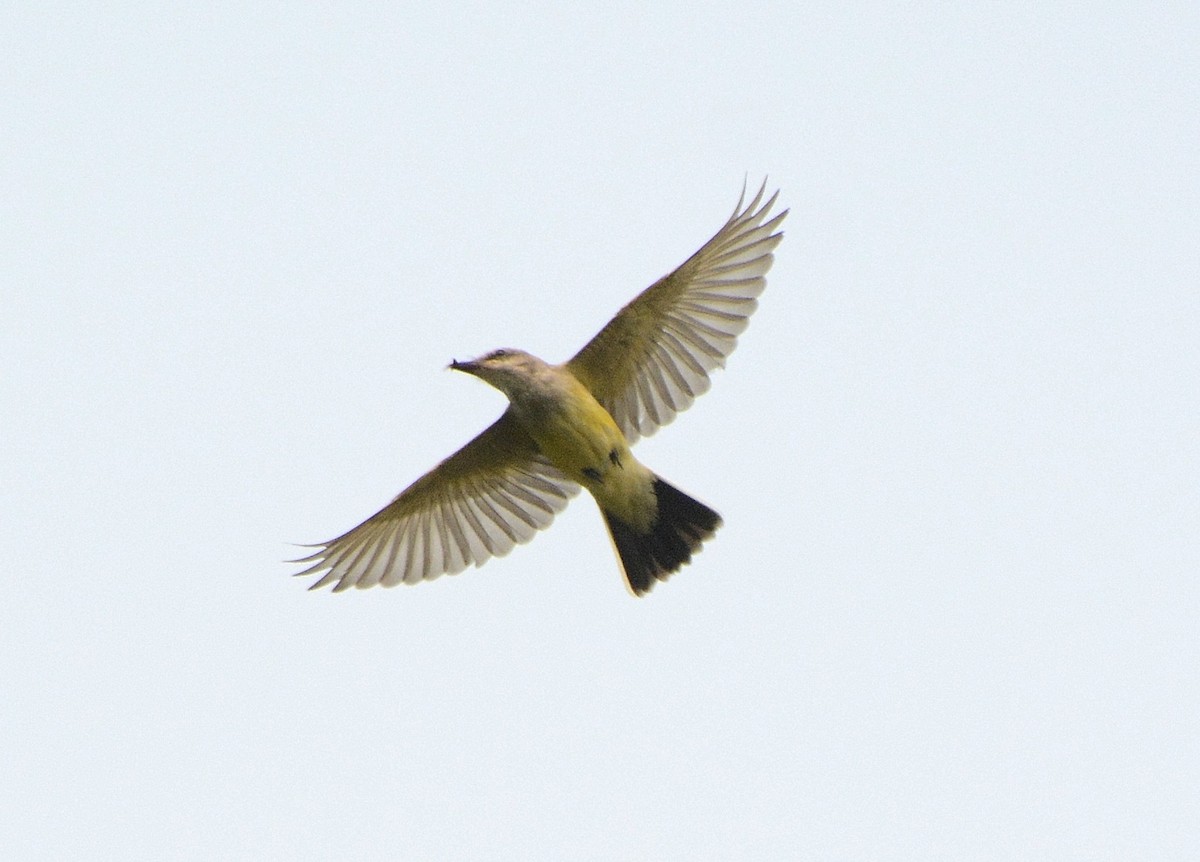 Western Kingbird - ML263481891