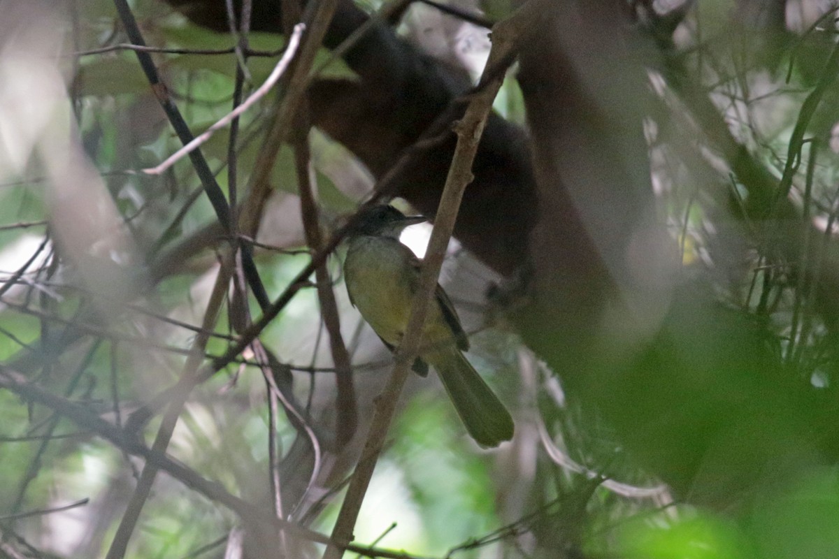 White-throated Greenbul - ML263482291