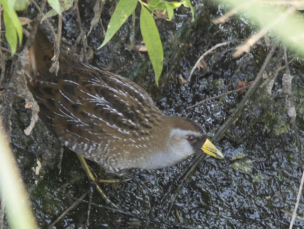 カオグロクイナ - ML263484091