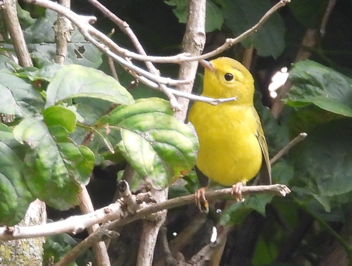 Wilson's Warbler - Mike Slater