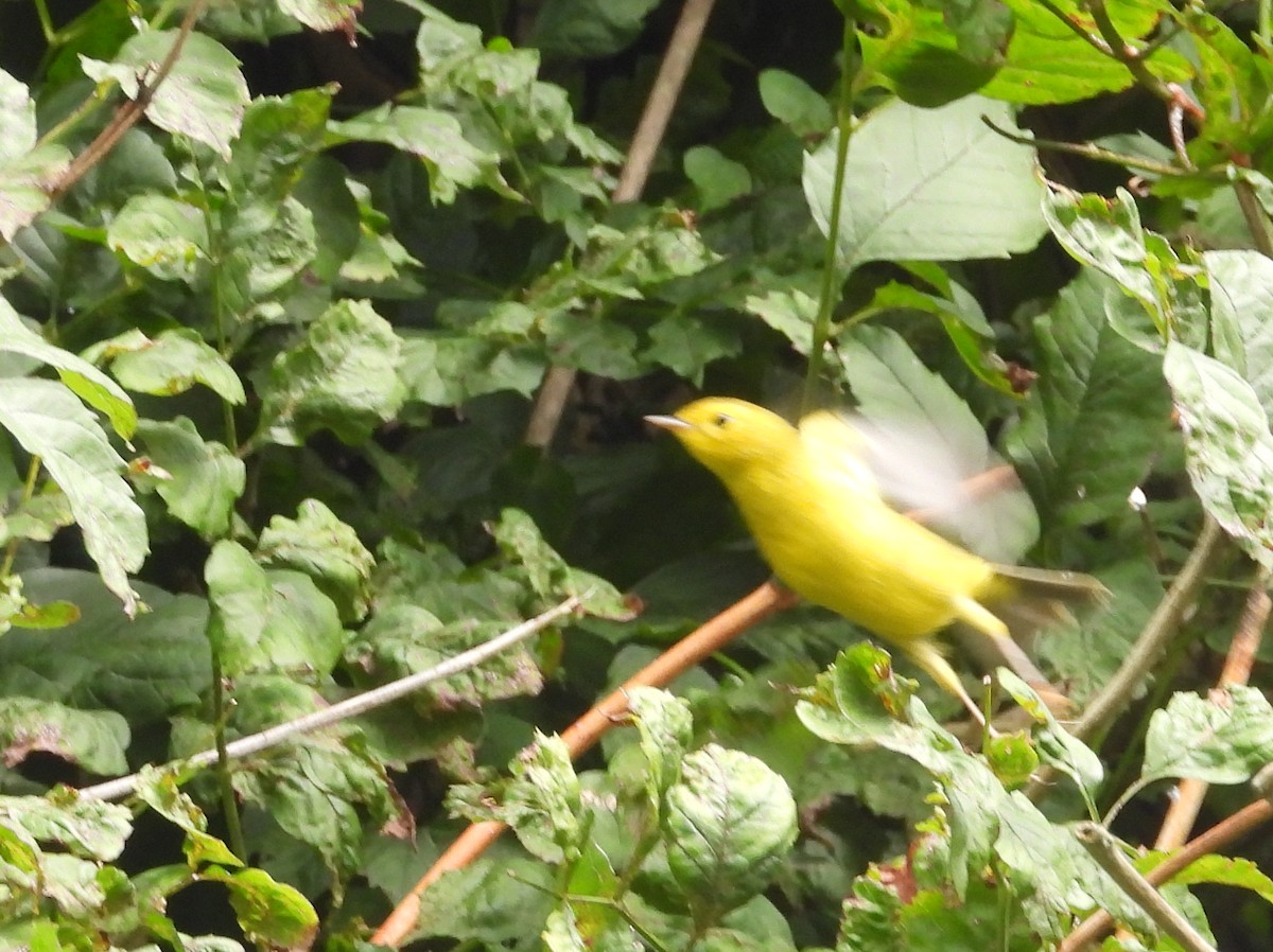 Wilson's Warbler - ML263484281