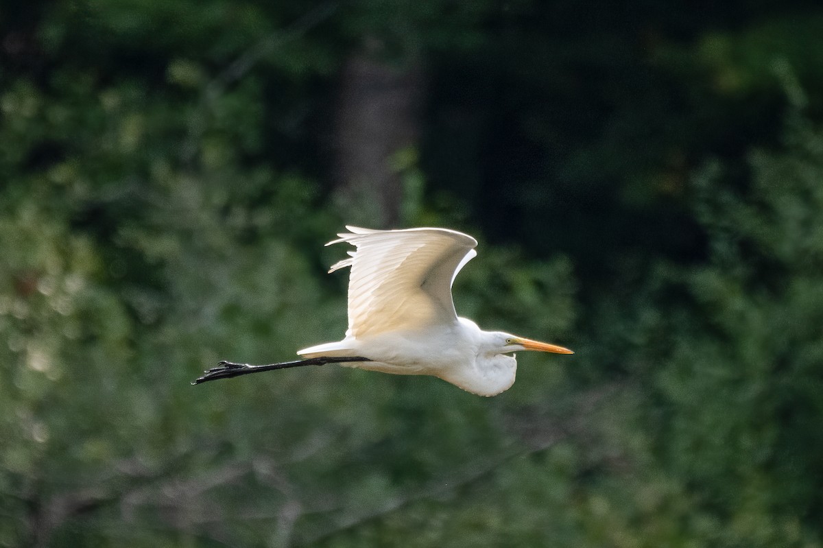 Great Egret - ML263484811