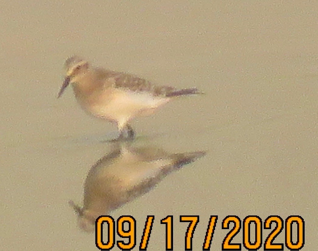 Baird's Sandpiper - Richard  Barth