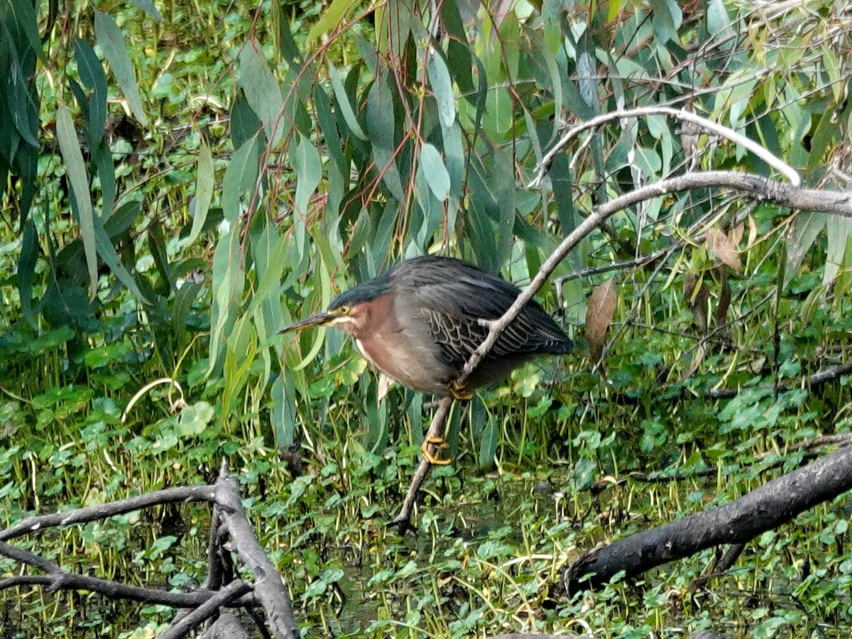 Green Heron - ML263485351