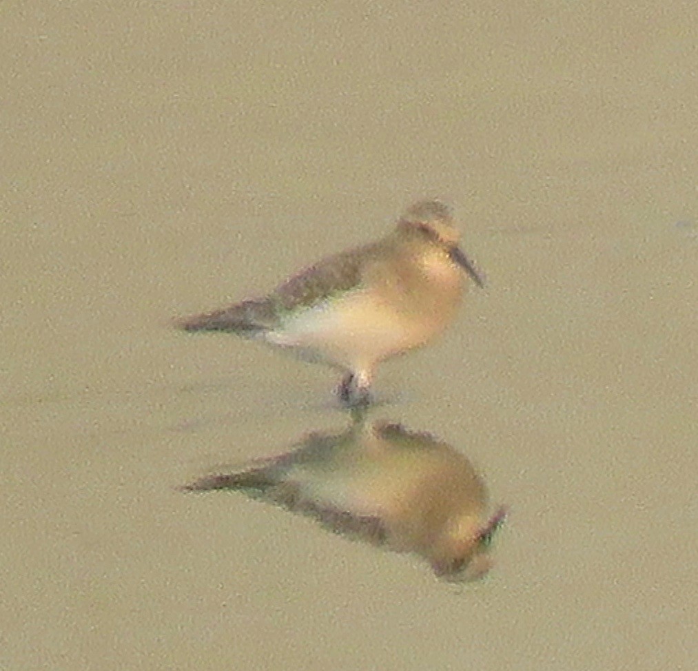Baird's Sandpiper - Richard  Barth