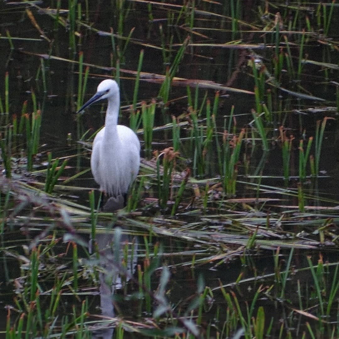 Little Egret - ML263488951