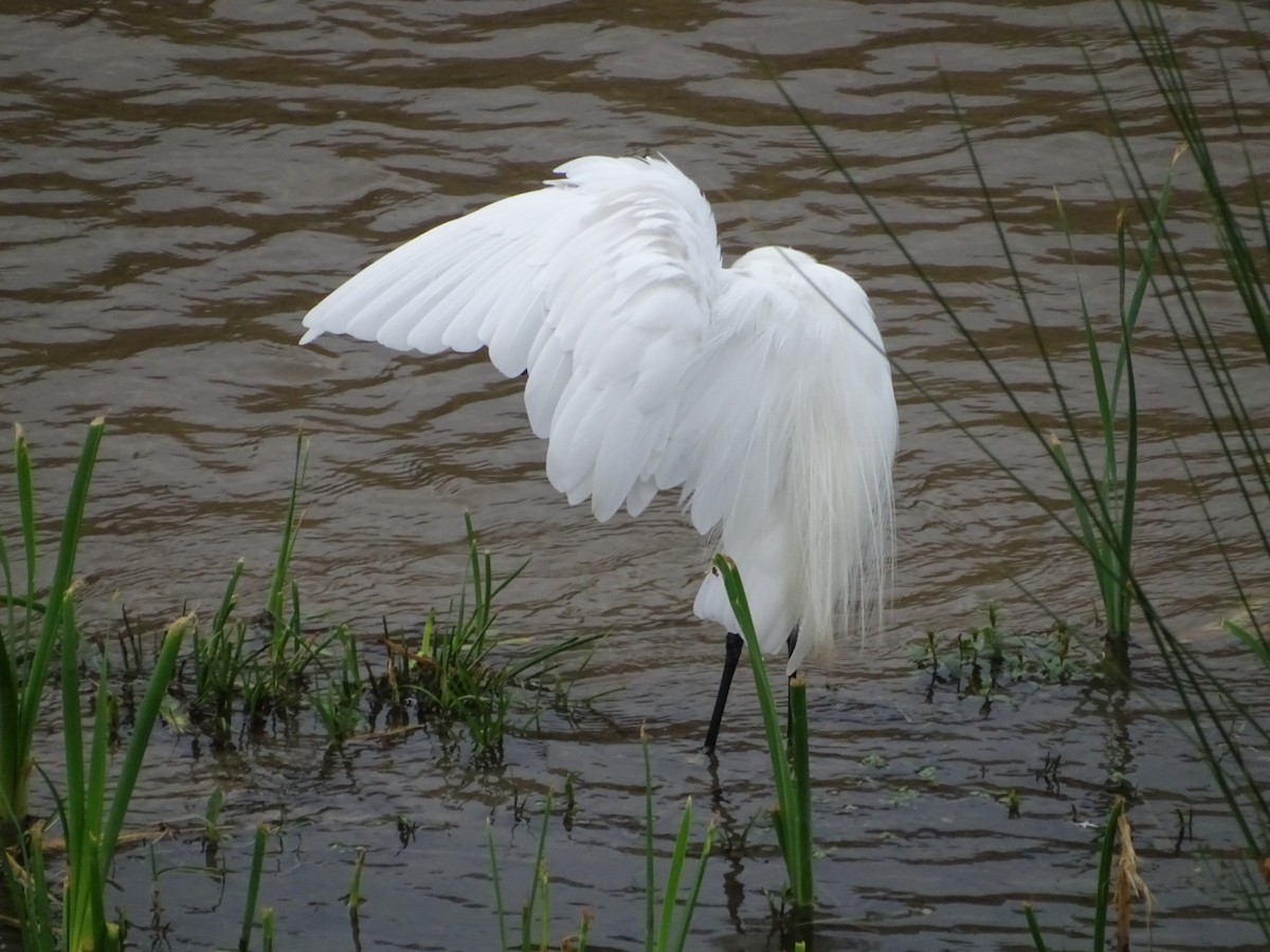 Little Egret - ML263488961