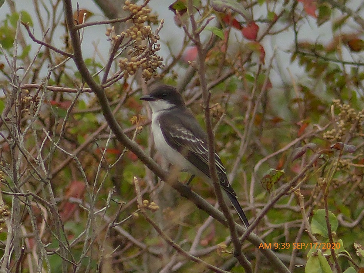 Eastern Kingbird - ML263489041