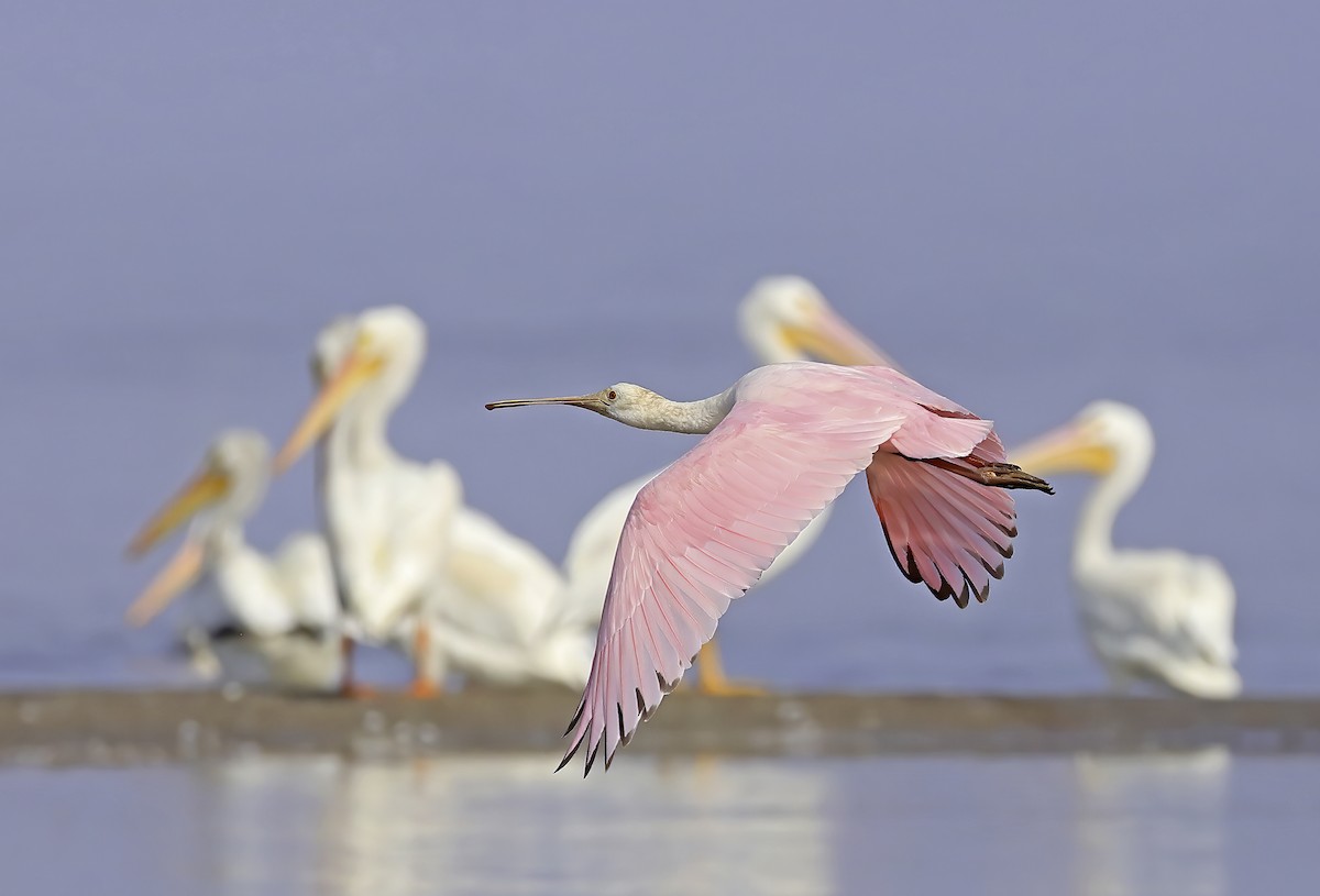 Roseate Spoonbill - ML263489251