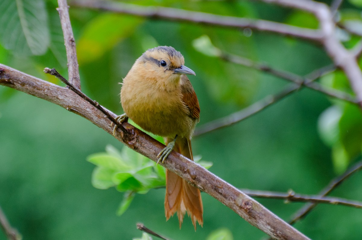 Buff-fronted Foliage-gleaner - ML263490441