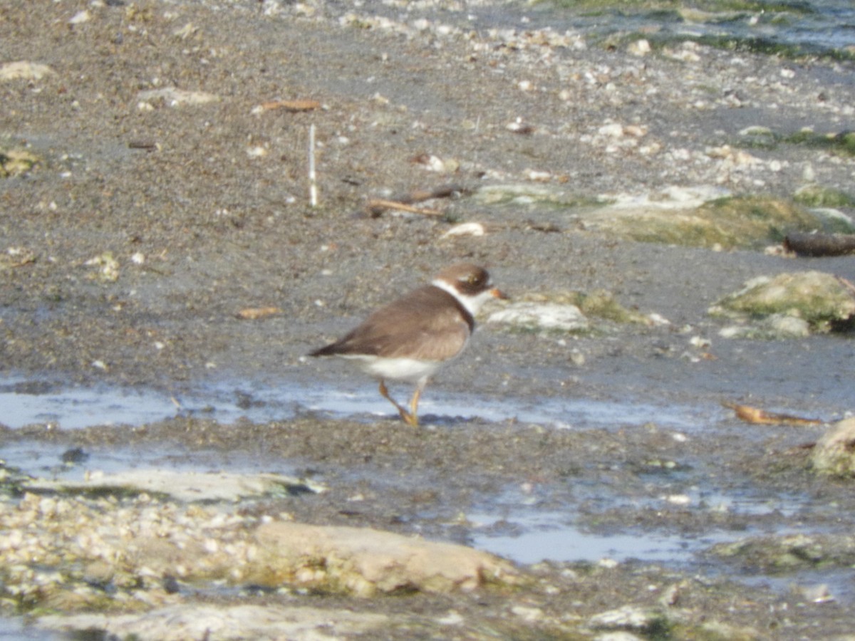Semipalmated Plover - ML263490731
