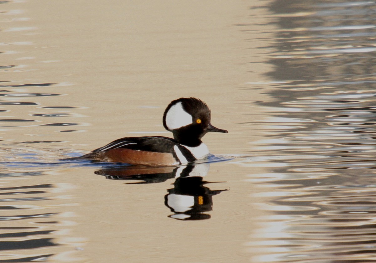 Hooded Merganser - ML26349131