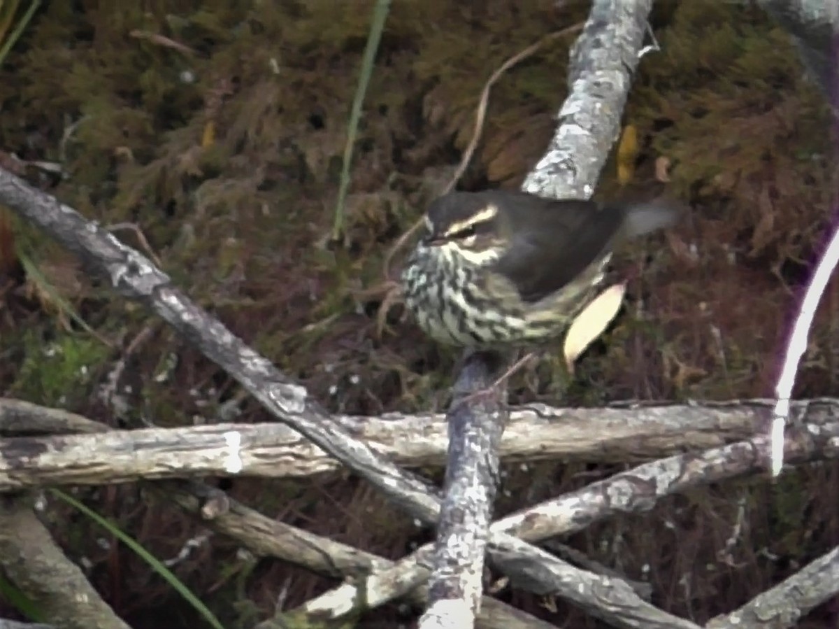 Northern Waterthrush - ML263491821