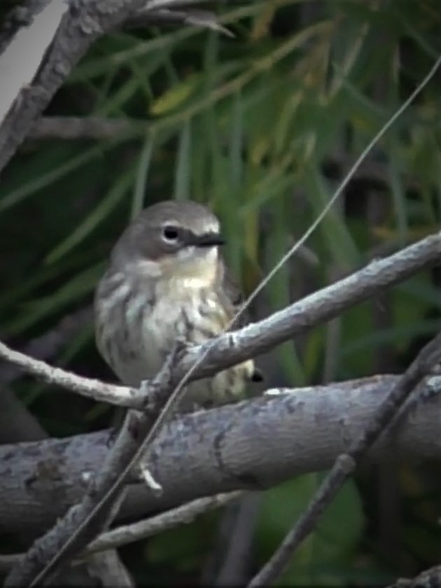 Yellow-rumped Warbler - ML263491941